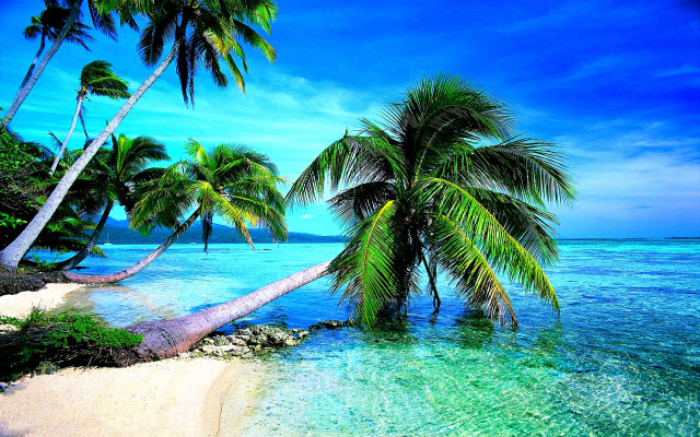 Tropical beach palm trees clear #3 free wallpaper for desktop - medium preview image