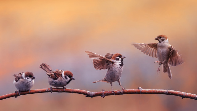 Birds branch group art photorealistic free wallpaper for desktop - medium preview image