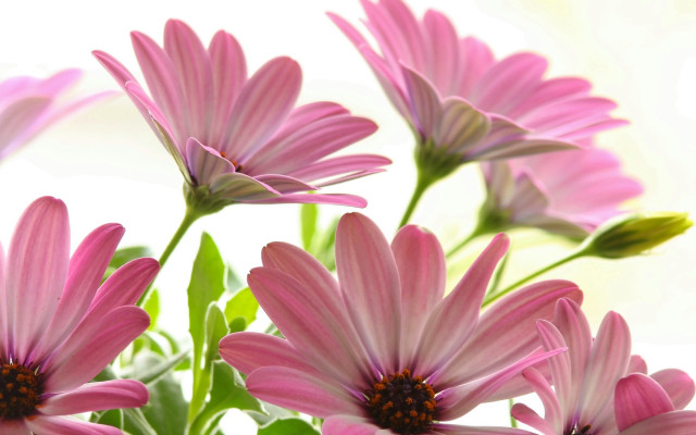 Pink flowers vase water blurry free wallpaper for desktop - medium preview image