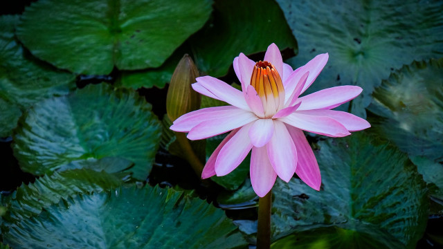 Pink flower pond lilies leaves free wallpaper for desktop - medium preview image