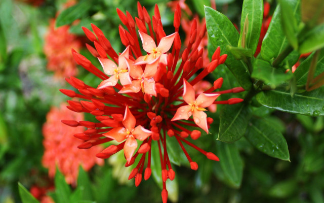 Red flower green leaves blurry free wallpaper for desktop - medium preview image
