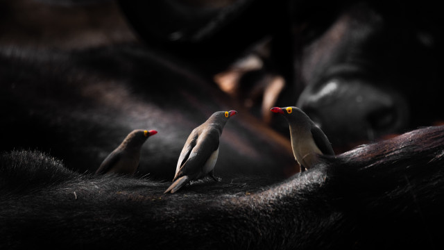 Three birds black fur black free wallpaper for desktop - medium preview image