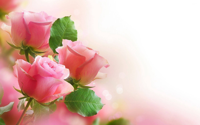 Pink roses green leaves white #3 free wallpaper for desktop - medium preview image
