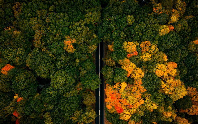 Autumn leaves road trees cars free wallpaper for desktop - medium preview image