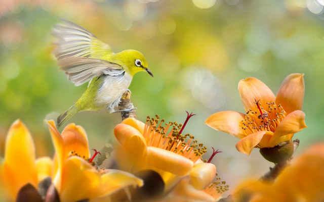 Bird flower bokeh macro depth free wallpaper for desktop - medium preview image