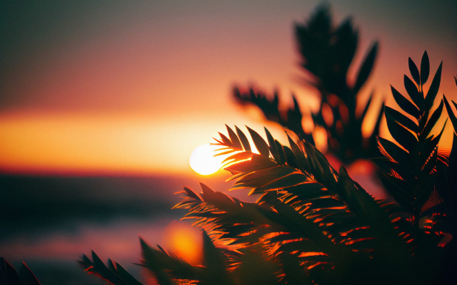 Sunset tree branch water orange free wallpaper for desktop - medium preview image