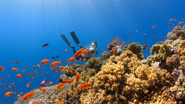 Scuba diver coral reef fish free wallpaper for desktop - medium preview image