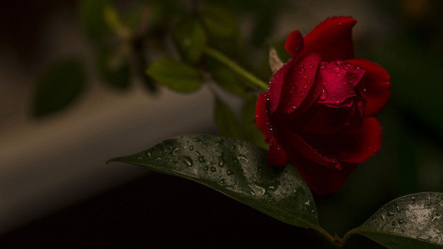 Red rose water droplets macro #68 free wallpaper for desktop - medium preview image