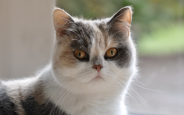 Cat whiteface browneyes looking camera free wallpaper for desktop - medium preview image