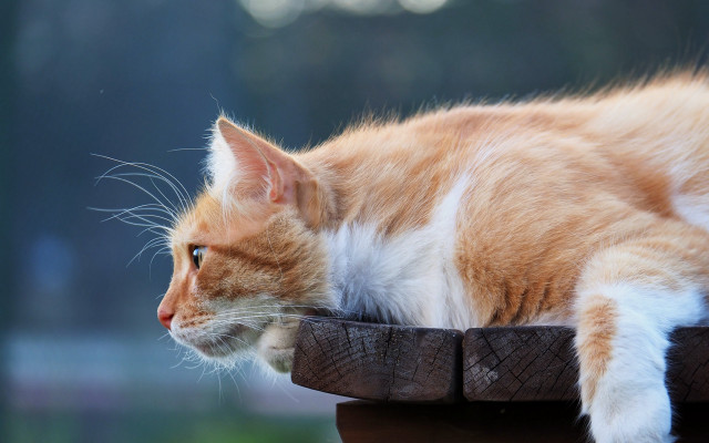 Cat bronze sculpture symmetrical shiba free wallpaper for desktop - medium preview image