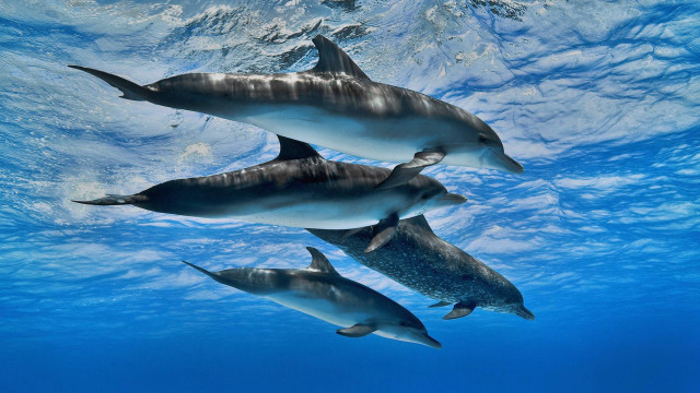 Dolphins ocean underwater sunlight fish free wallpaper for desktop - medium preview image