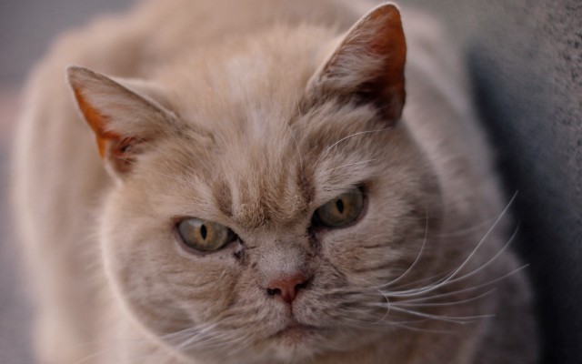 Sad cat couch serious neoplasticism free wallpaper for desktop - medium preview image