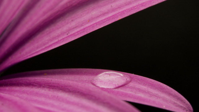 Purple flower water droplets moon free wallpaper for desktop - medium preview image