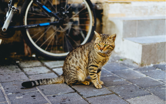 Cat bricksidewalk bike tire doorway free wallpaper for desktop - medium preview image