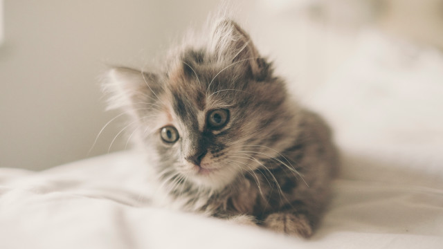 Small kitten sad look bed free wallpaper for desktop - medium preview image