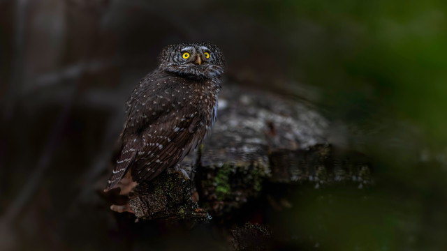 Small owl yellow eyes branch free wallpaper for desktop - medium preview image