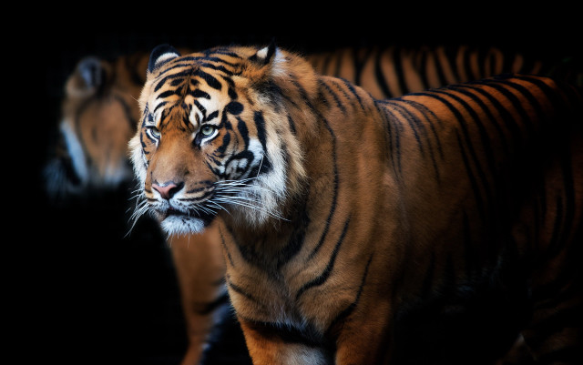 White tiger closeup black background free wallpaper for desktop - medium preview image