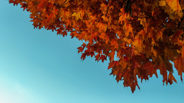Orange leaves tree blue sky free wallpaper for desktop - medium preview image
