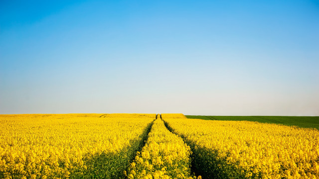 Flower field sunset sky tracks free wallpaper for desktop - medium preview image