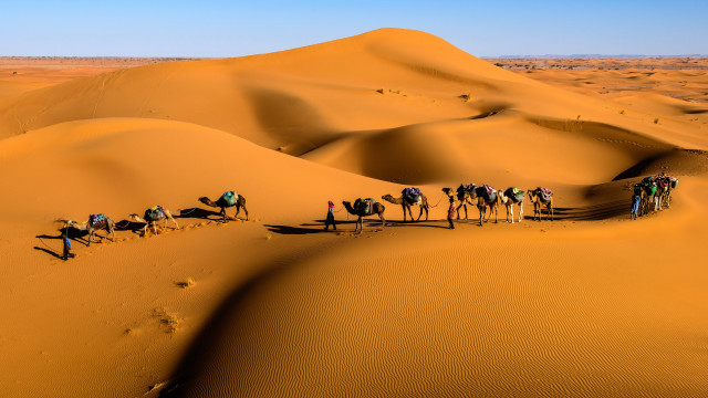 Sahara desert camels morocco african free wallpaper for desktop - medium preview image