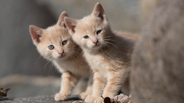 Kittens rock wall leaves blurry free wallpaper for desktop - medium preview image