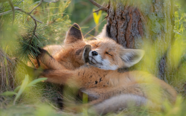 Fox sleeping grass tree trunk free wallpaper for desktop - medium preview image