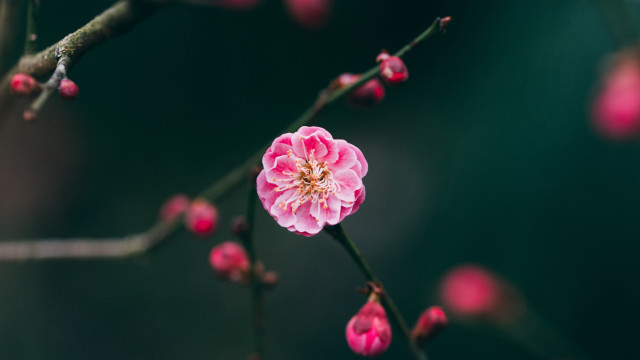 Pink flower blooming branch buds free wallpaper for desktop - medium preview image