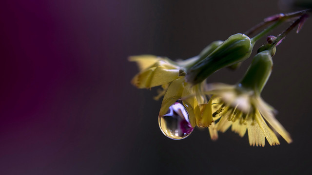 Flower water droplets purple background free wallpaper for desktop - medium preview image