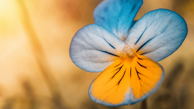 Blue yellow flower yellow center free wallpaper for desktop - medium preview image