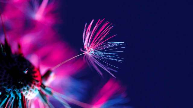 Dandelion pink blue macro fireworks #2 free wallpaper for desktop - medium preview image