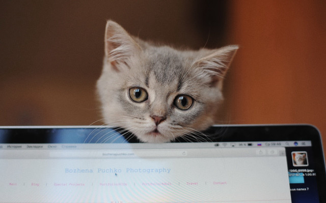 Curious kitten computer screen animal free wallpaper for desktop - medium preview image