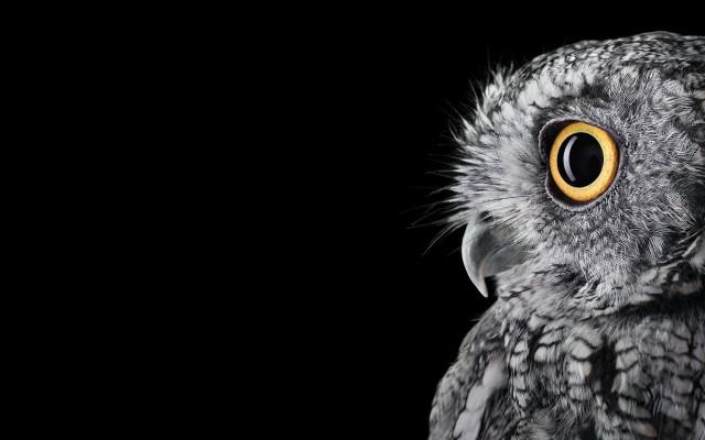 Bird eye monochrome smile open free wallpaper for desktop - medium preview image