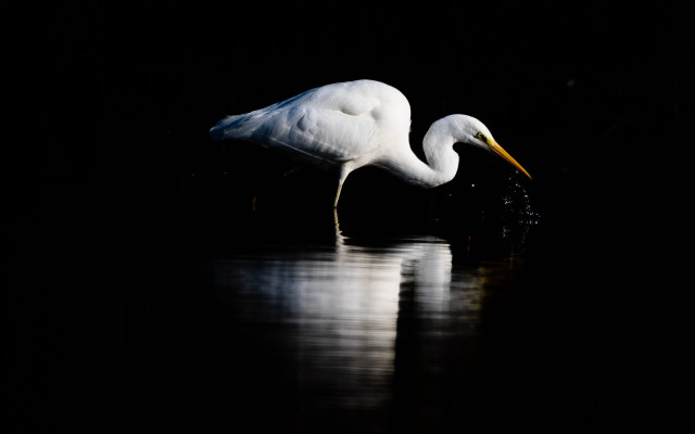 White bird water night starry free wallpaper for desktop - medium preview image
