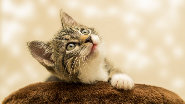 Kitten stuffed animal surprised look free wallpaper for desktop - medium preview image