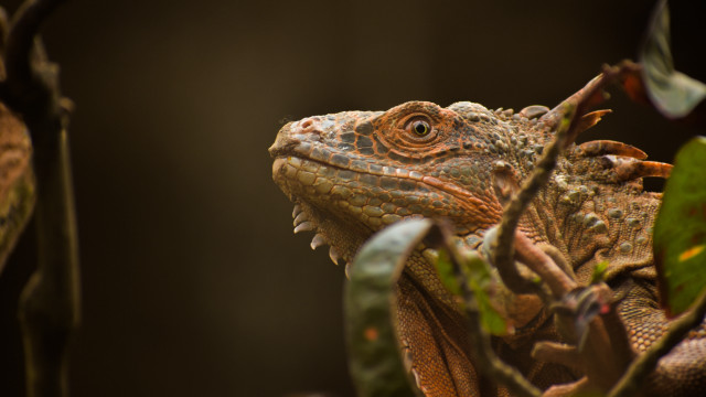 Lizard closeup tree branch leaves free wallpaper for desktop - medium preview image