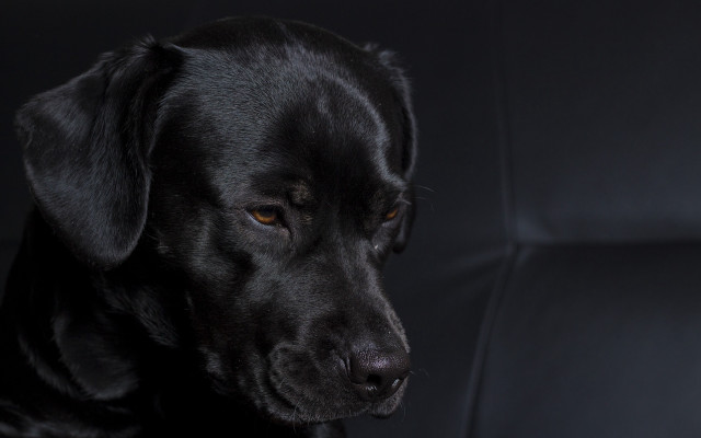 Black dog sitting black chair free wallpaper for desktop - medium preview image