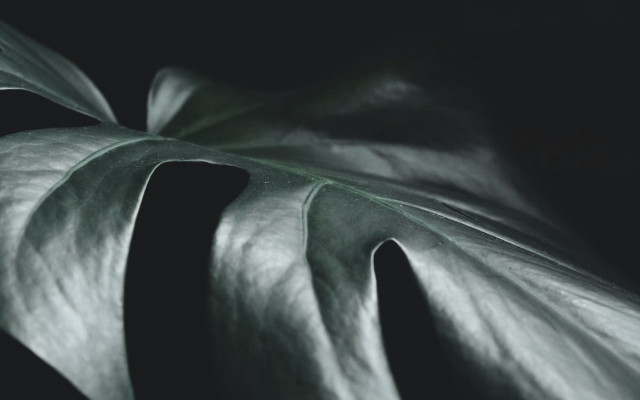 Large leaf dark background white free wallpaper for desktop - medium preview image