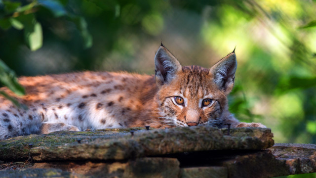 Cat rock woods camera blurry free wallpaper for desktop - medium preview image