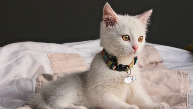 White cat collar bed banana free wallpaper for desktop - medium preview image