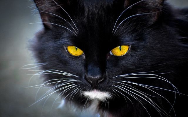 Black cat yellow eyes serious #6 free wallpaper for desktop - medium preview image
