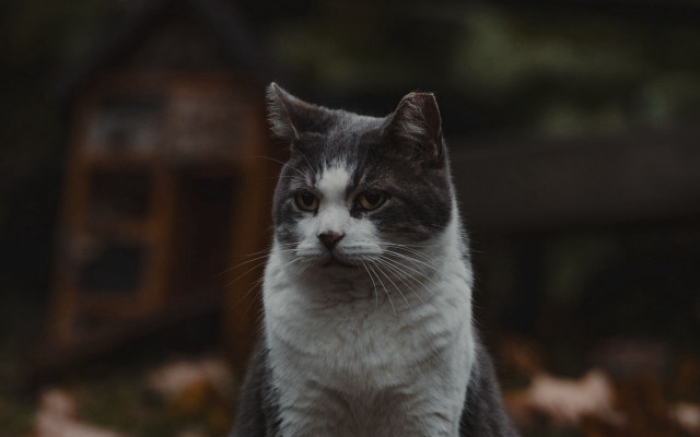 Sad cat fall leaves portrait free wallpaper for desktop - medium preview image