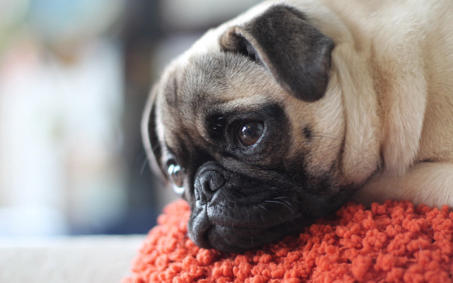 Small dog red pillow couch free wallpaper for desktop - medium preview image