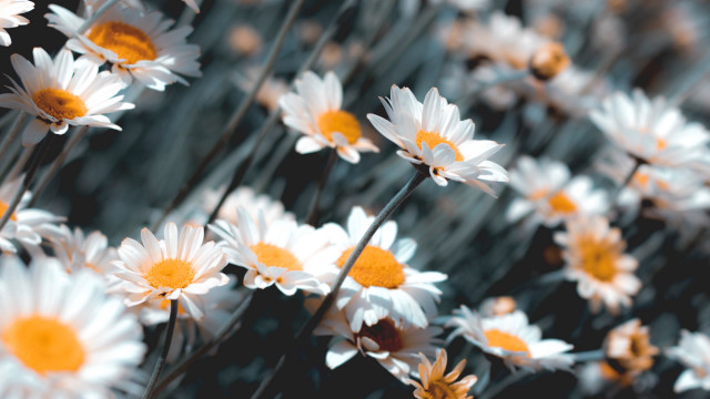 Daisies field grass bokeh flower free wallpaper for desktop - medium preview image