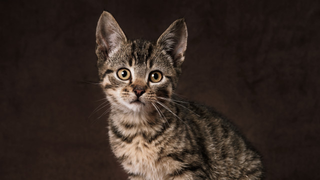 Small cat sad eyes puzzle free wallpaper for desktop - medium preview image