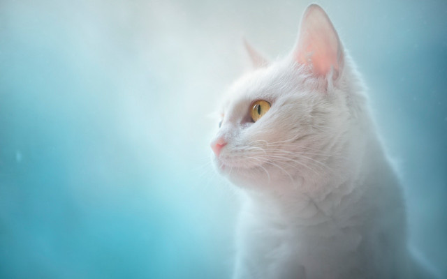 White cat yellow eyes blue free wallpaper for desktop - medium preview image