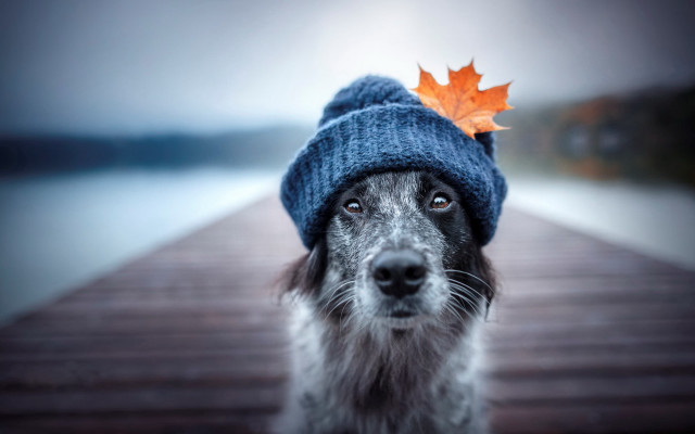 Dog hat maple leaf blue free wallpaper for desktop - medium preview image