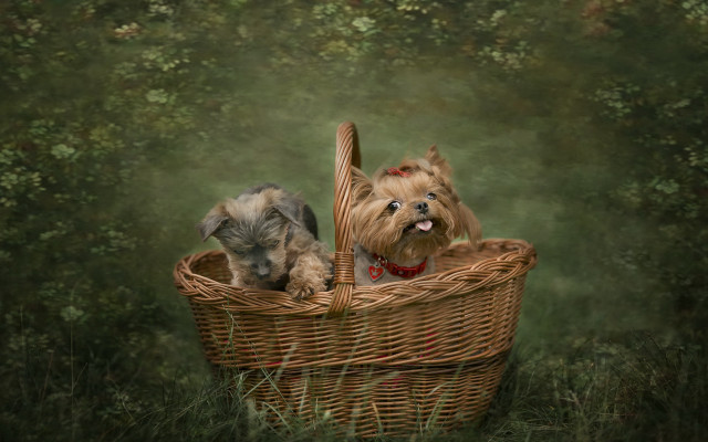 Dogs basket field trees green free wallpaper for desktop - medium preview image