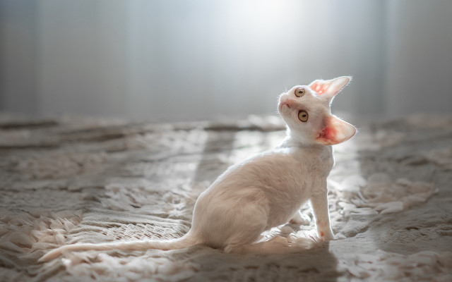 White cat bed light shining free wallpaper for desktop - medium preview image