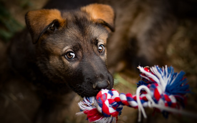 Puppy chewing toy rope shiba free wallpaper for desktop - medium preview image
