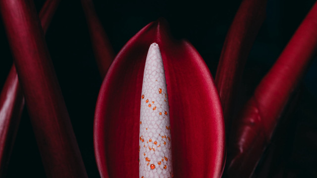 Flower white stamen red bud free wallpaper for desktop - medium preview image